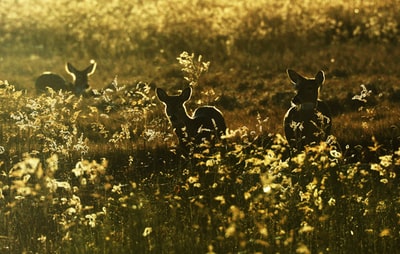 黄花旁鹿的剪影照片